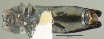 Media type: image;   Entomology 17231 Aspect: habitus ventral view